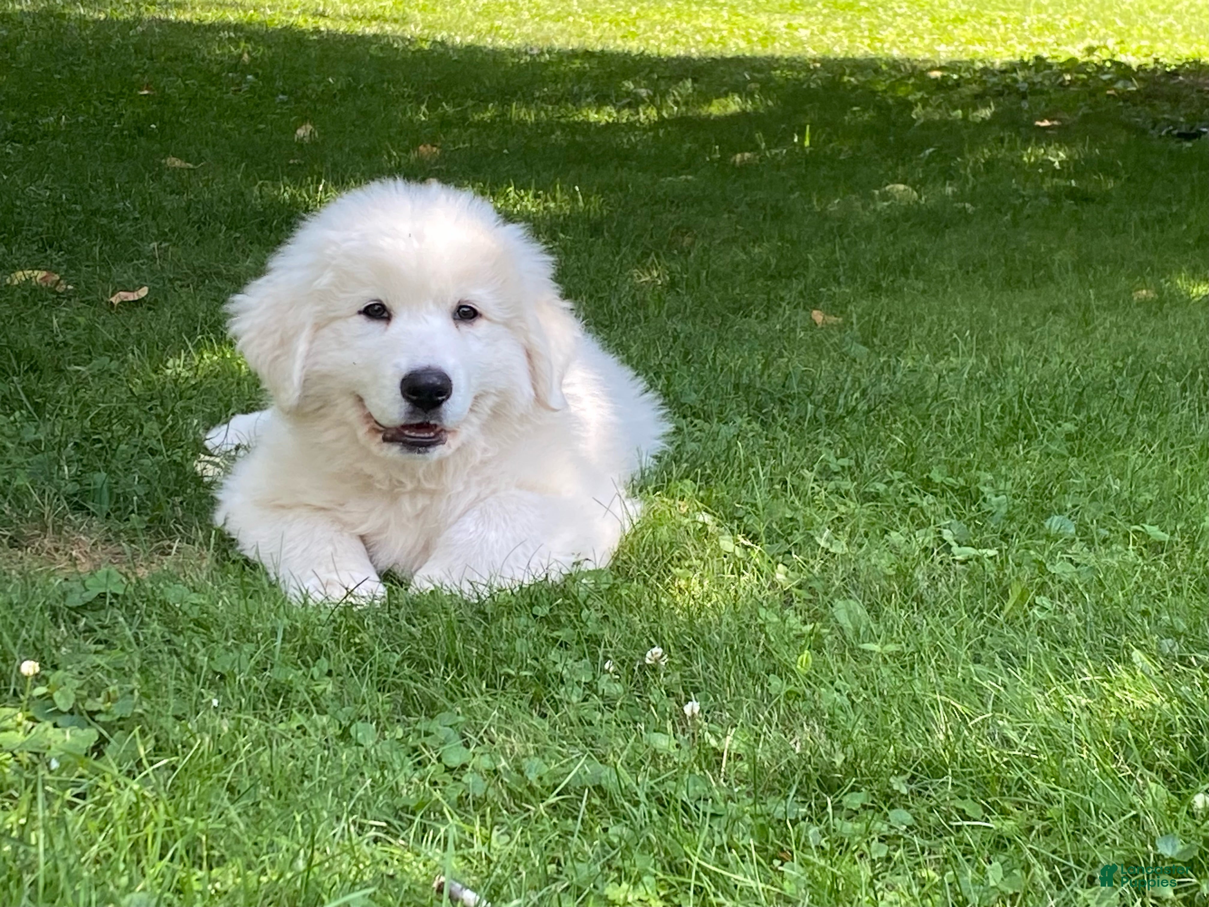 Great Pyrenees dogs Dottie - Ad 26