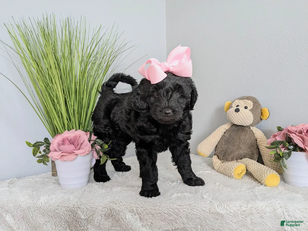 Mixed Breed dogs for sale: Mixed Breed Puppy 1 - Ad 10