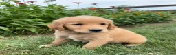 Golden Retriever dogs for sale: Bentley - Ad 5