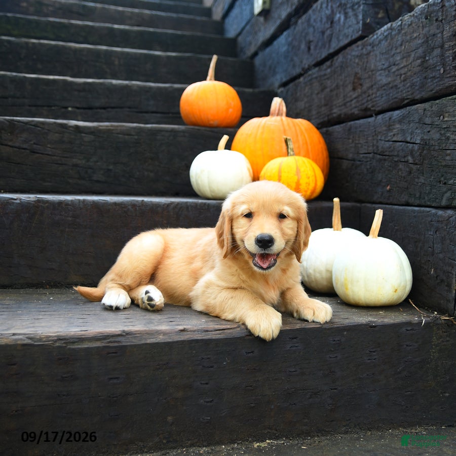 Golden Retriever dogs for sale: Pecan - Ad 1
