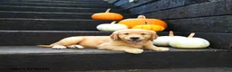 Golden Retriever dogs for sale: Pecan - Ad 1