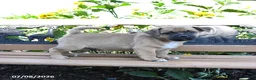 Jug dogs for sale: Comet - Ad 4