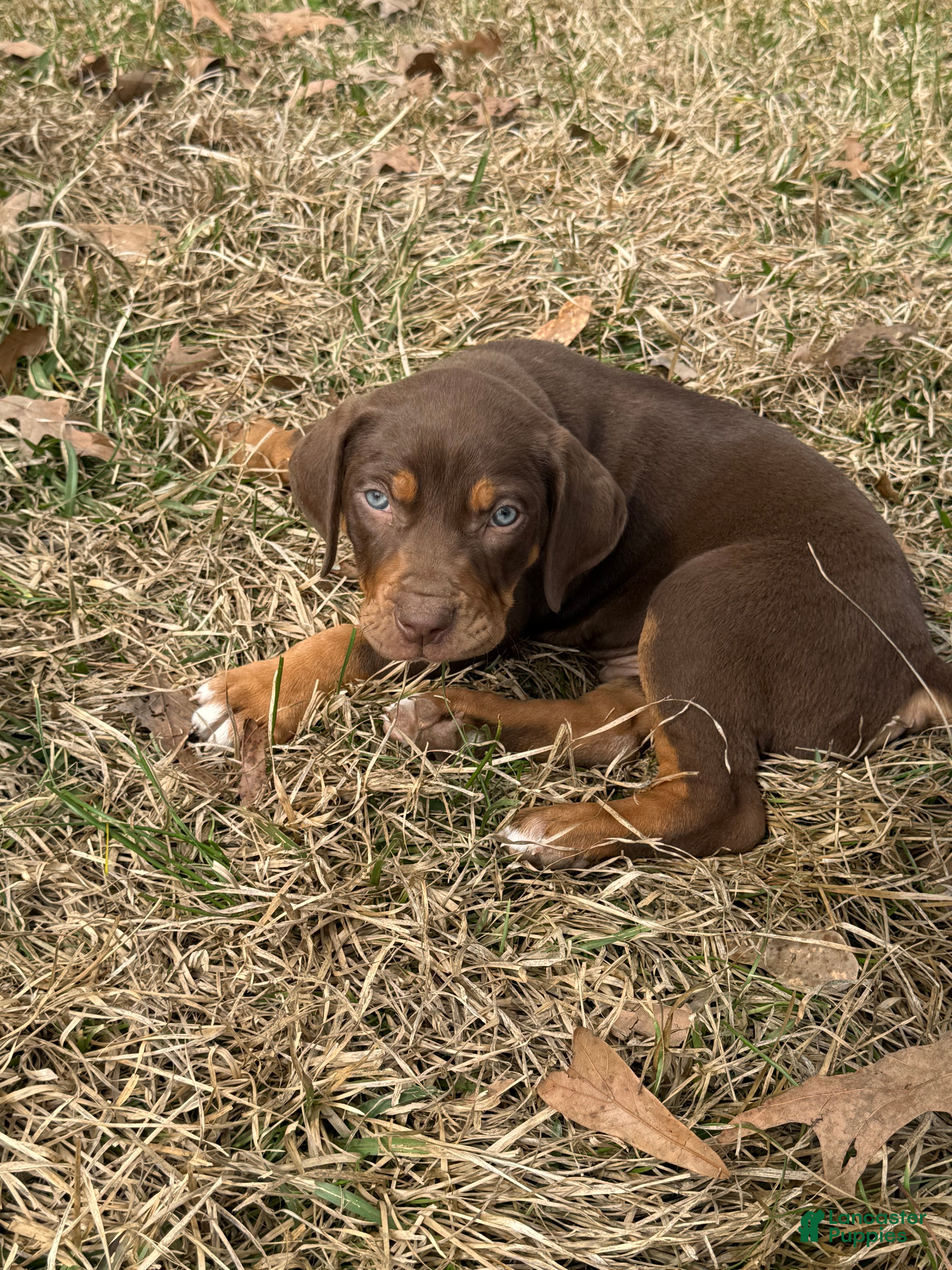 Catahoula Leopard Dog dogs Catahoula Leopard Dog Puppy 2 - Ad 1