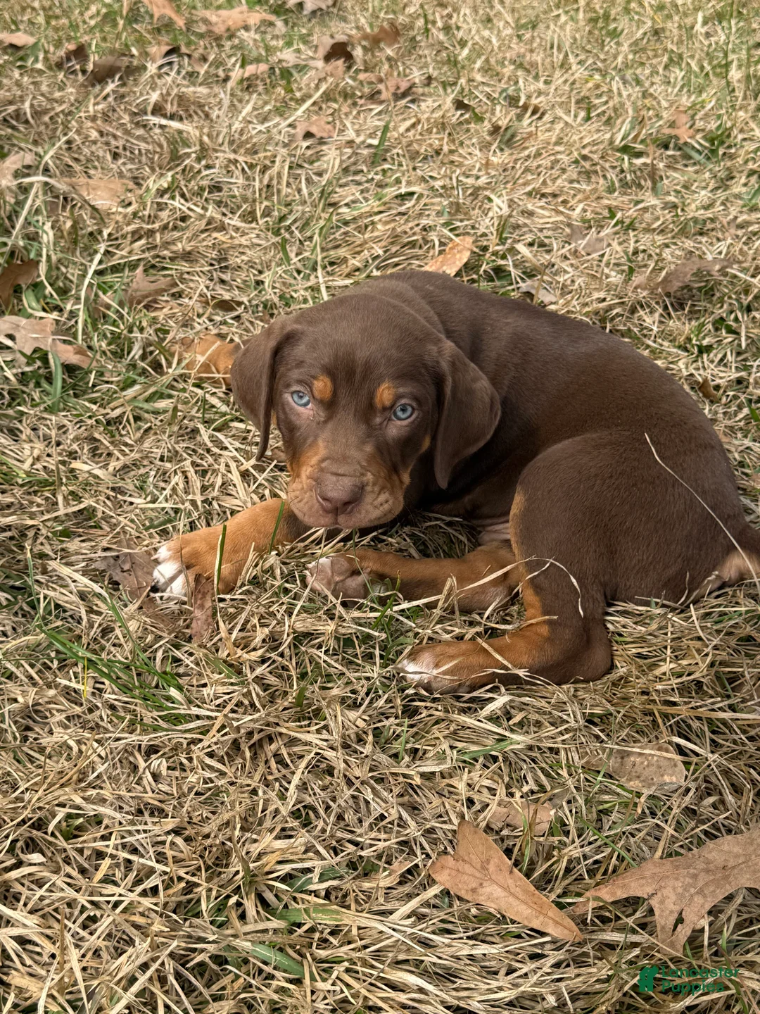Catahoula Leopard Dog dogs for sale: Catahoula Leopard Dog Puppy 2 - Ad 1