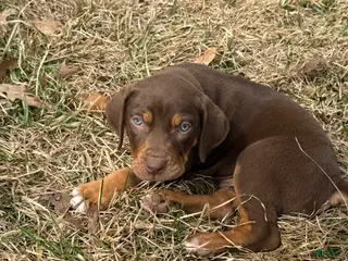 Catahoula Leopard Dog dogs for sale: Catahoula Leopard Dog Puppy 2 - Ad 1