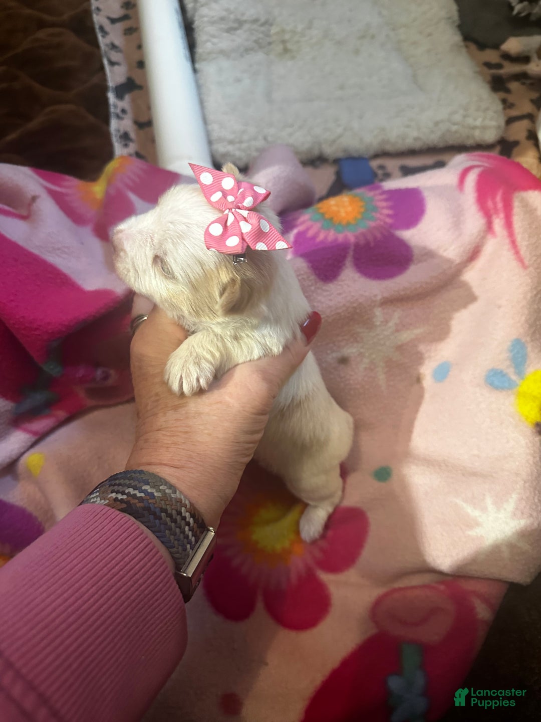 Yorkshire Terrier dogs for sale: AKC Nimbus  - Ad 6