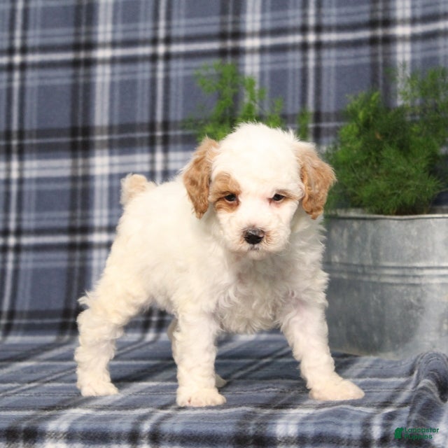Miniature Poodle dogs for sale: CW Xadie - Ad 3