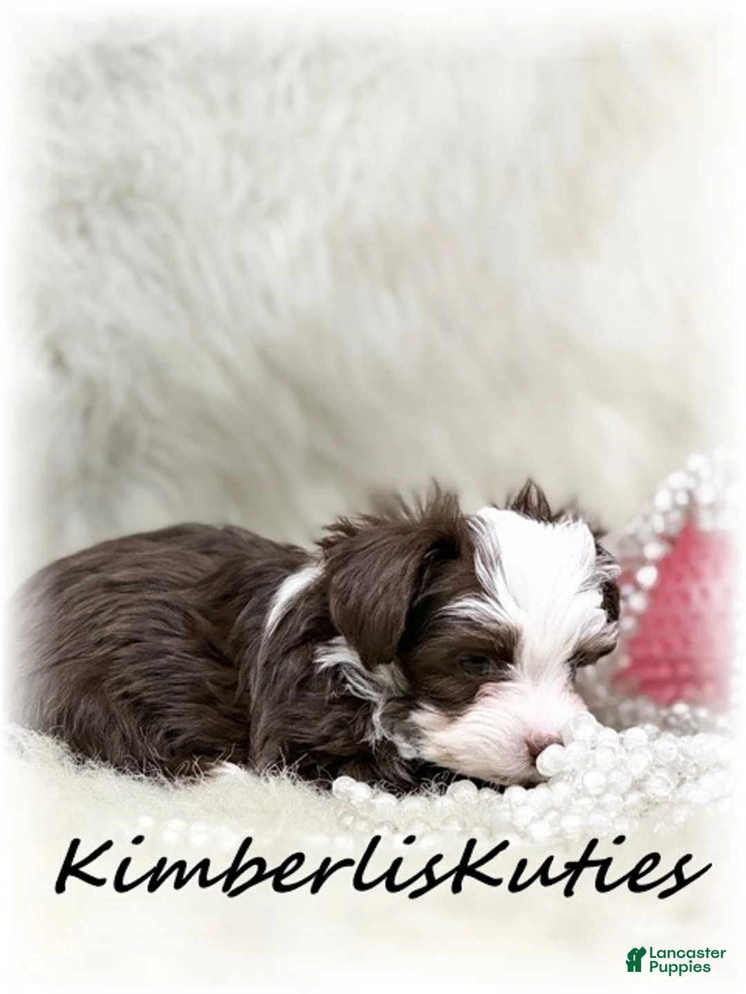 Yorkiepoo dogs for sale: Yorkipoo / Wren - Ad 2