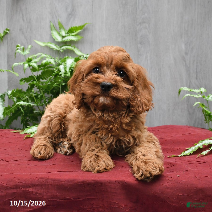 Cockapoo dogs Jasmine - Ad 2