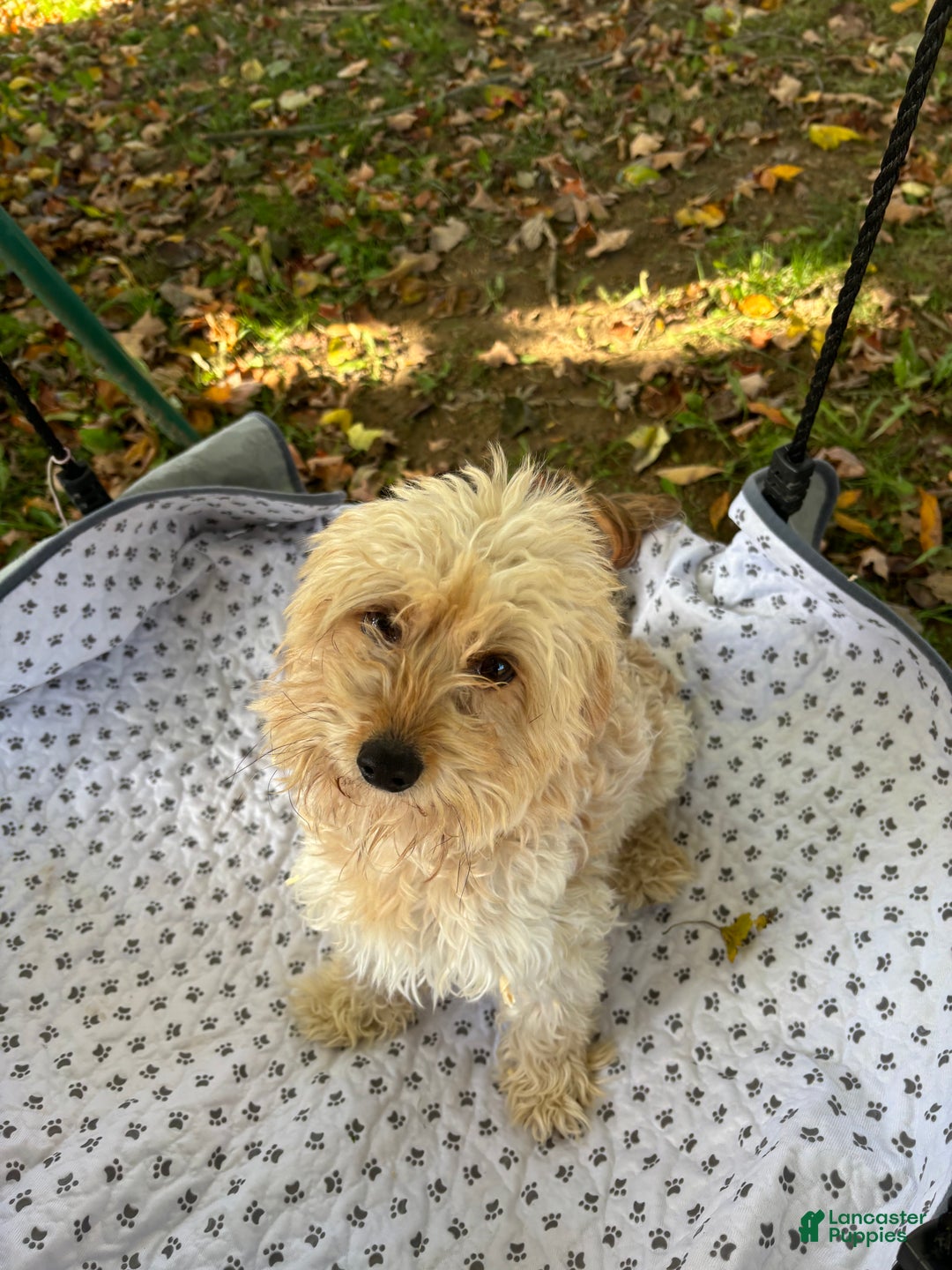 Yorkiepoo dogs for sale: Remi - Ad 1