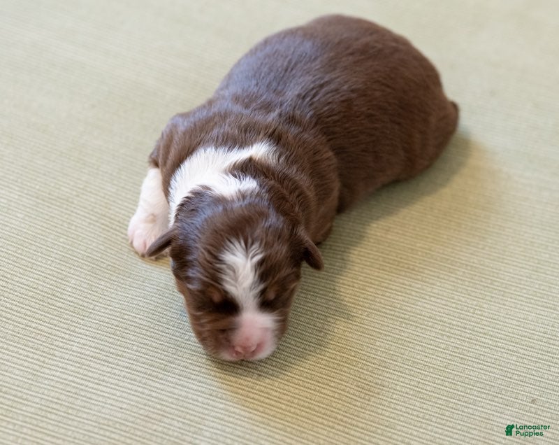 Miniature Australian Shepherd dogs Charolette - Ad 1