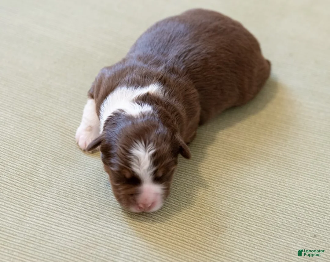 Miniature Australian Shepherd dogs for sale: Charolette - Ad 1