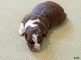 Miniature Australian Shepherd dogs Charolette - Ad 1