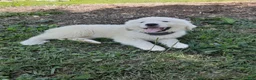 Great Pyrenees dogs for sale: Dixon - Ad 5
