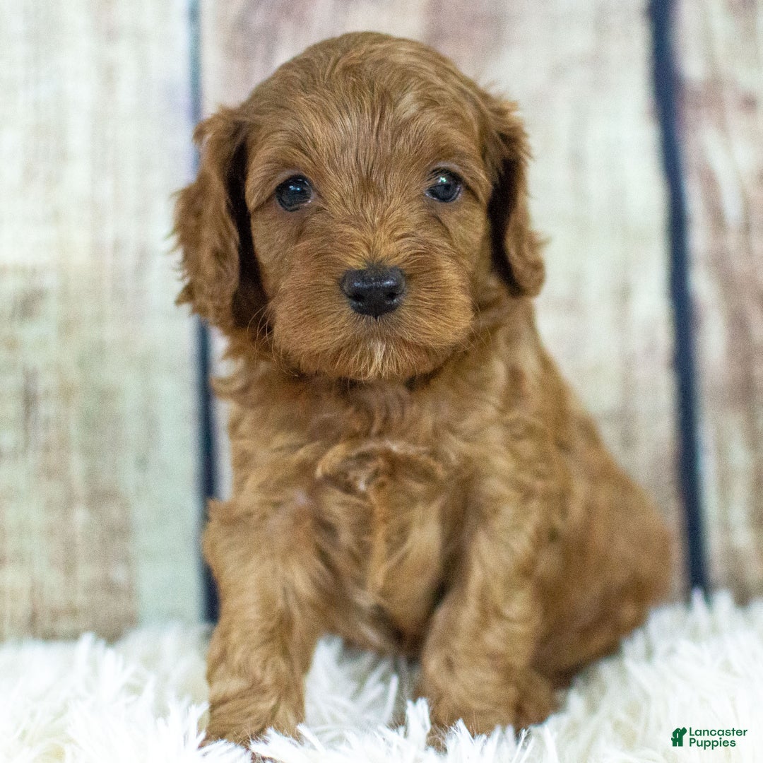 Cockapoo dogs for sale: Kane - Ad 6