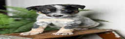 Australian Cattle Dog dogs for sale: Duke - Ad 8