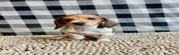 Miniature Dachshund dogs for sale: Nellie - Ad 7