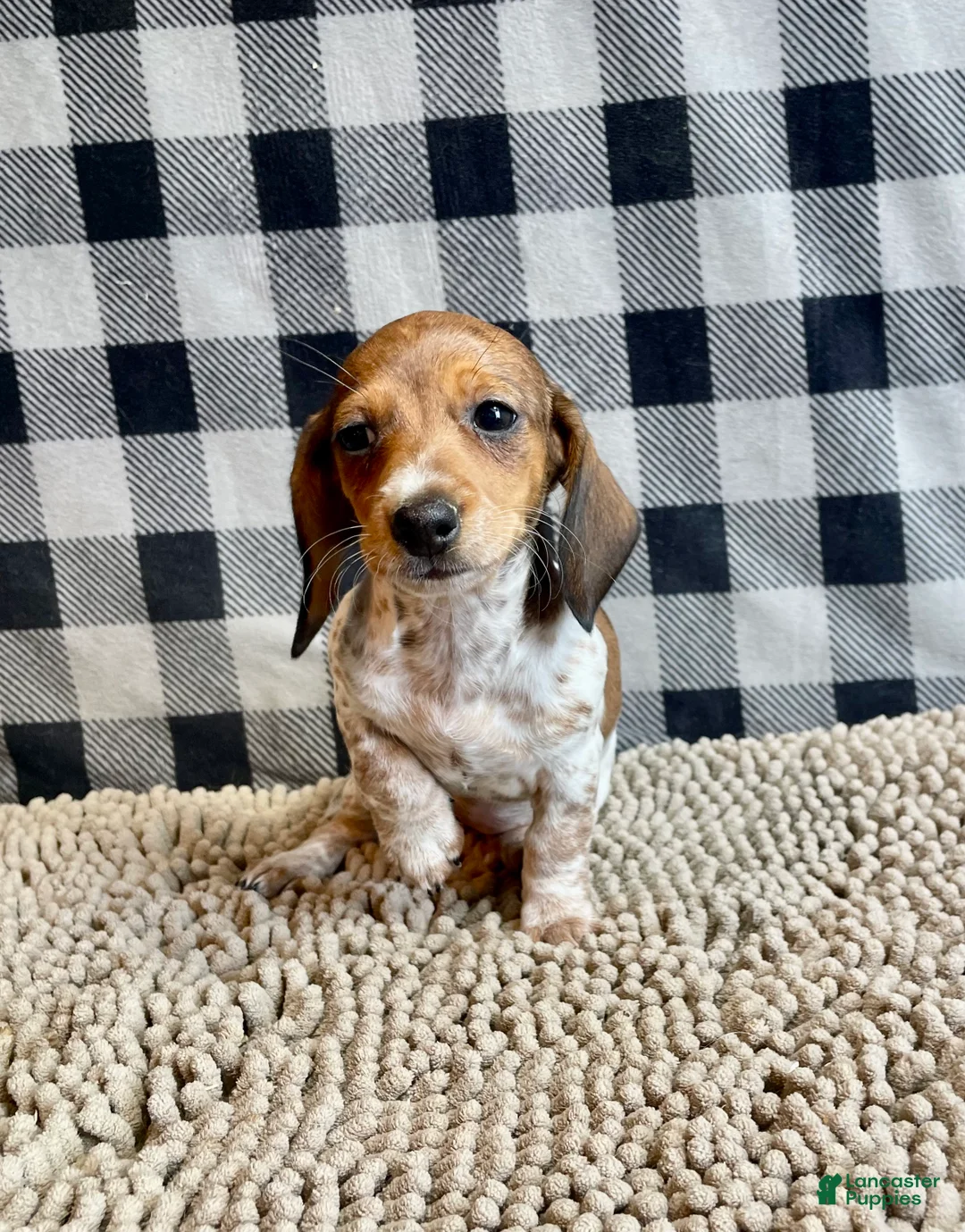 Miniature Dachshund dogs for sale: Nellie - Ad 7
