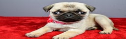 Pug dogs for sale: Tessa - Ad 1