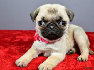 Pug dogs Tessa - Ad 9