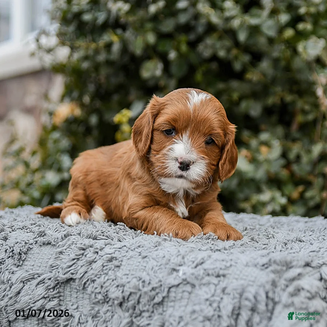 Cavapoo dogs for sale: Monty - Ad 4