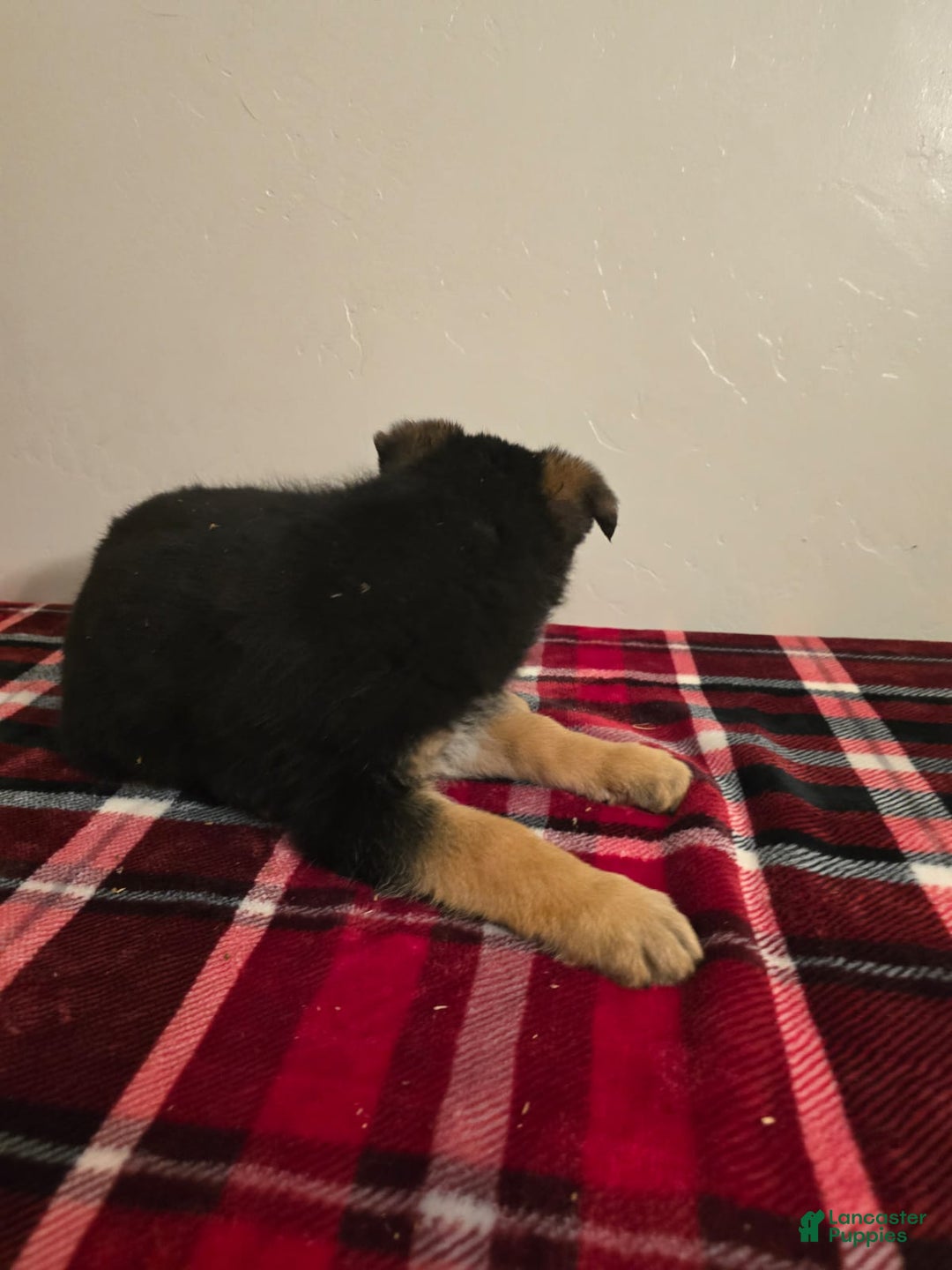German Shepherd dogs for sale: Max - Ad 15