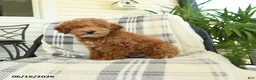 Miniature Poodle dogs for sale: Jack  - Ad 5