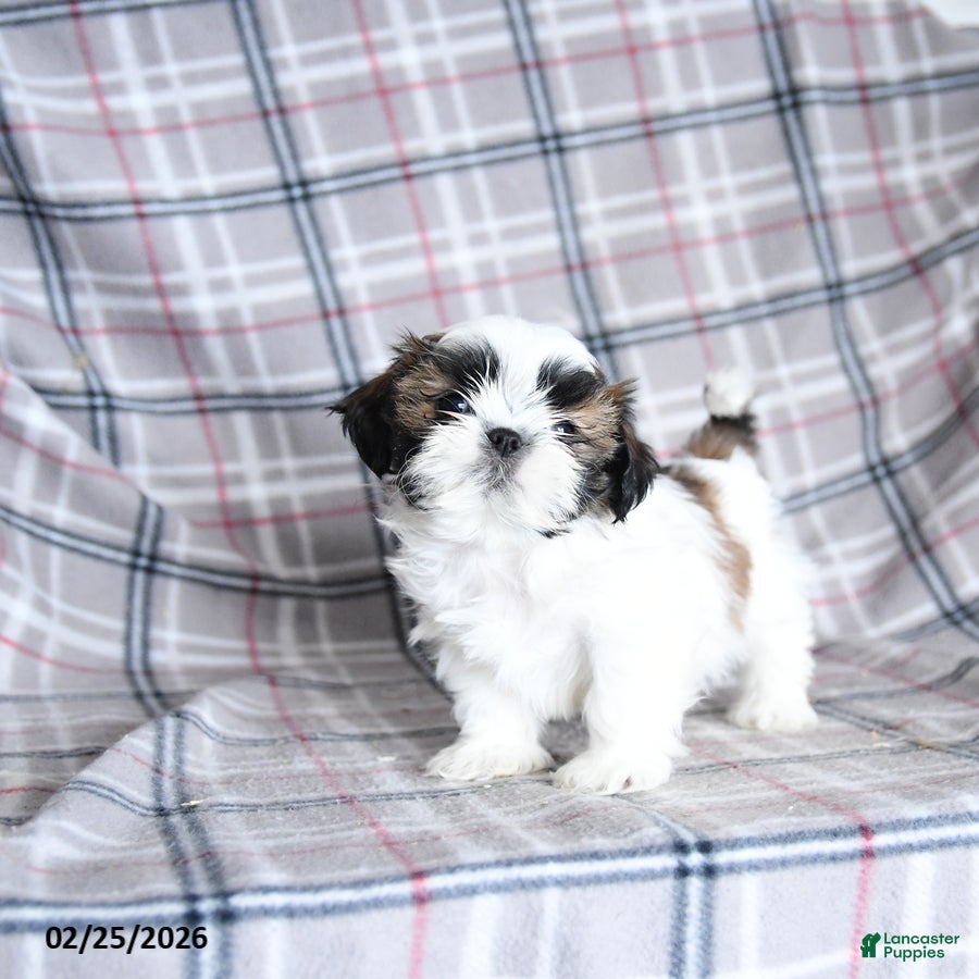 Shih Tzu dogs Scuffy - Ad 2