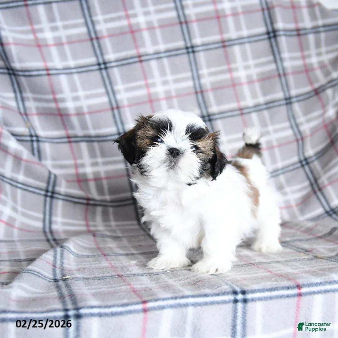 Shih Tzu dogs for sale: Scuffy - Ad 2