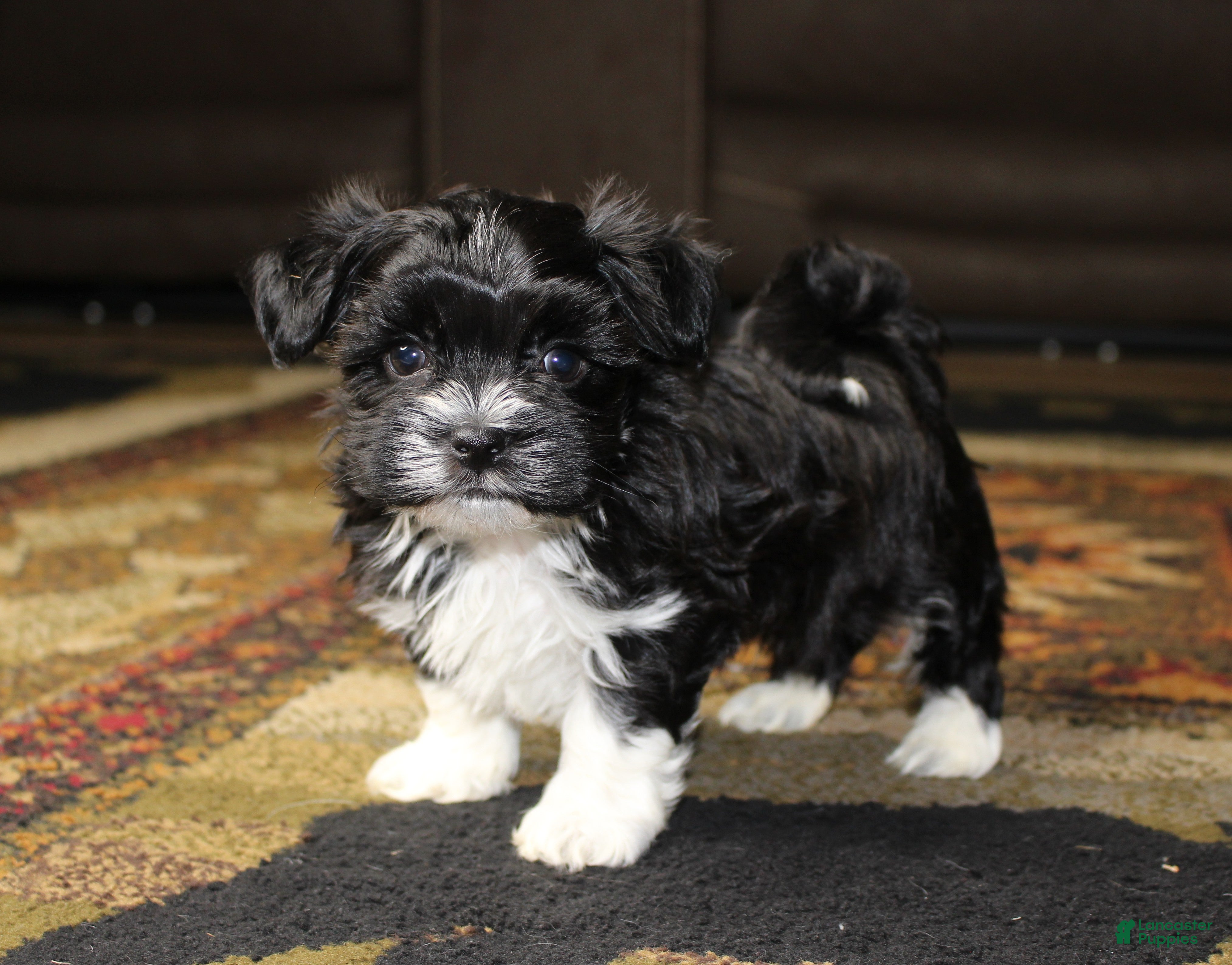 Havanese dogs Shilo - Ad 34