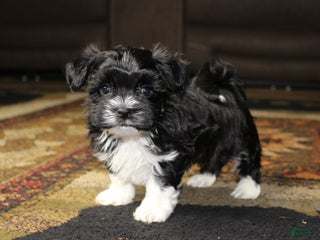 Havanese dogs Shilo - Ad 33