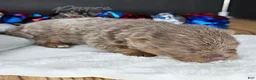 Pomeranian dogs for sale: Pepper's The Way You Make Me Feel - "Waylon" - Ad 63