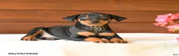 Miniature Pinscher dogs for sale: Cody - Ad 3