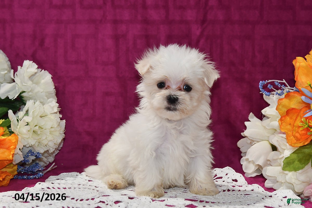 Maltese dogs Toby - Ad 1
