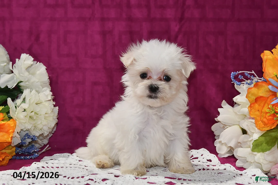 Maltese dogs for sale: Toby - Ad 1