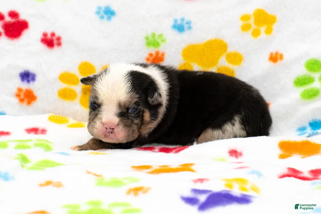 English Bulldog dogs for sale: English Bulldog 2 - Ad 1