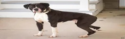 Boxer dogs for sale: Harold - Ad 6