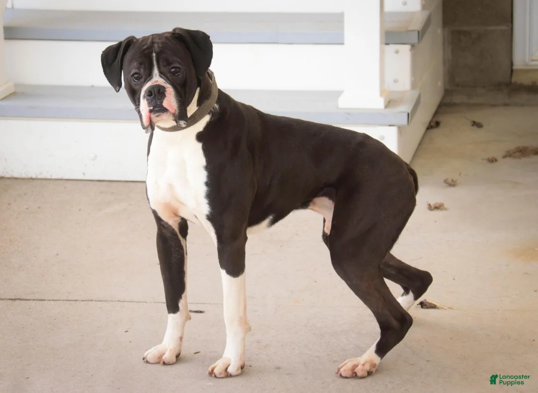 Boxer dogs for sale: Carter - Ad 7