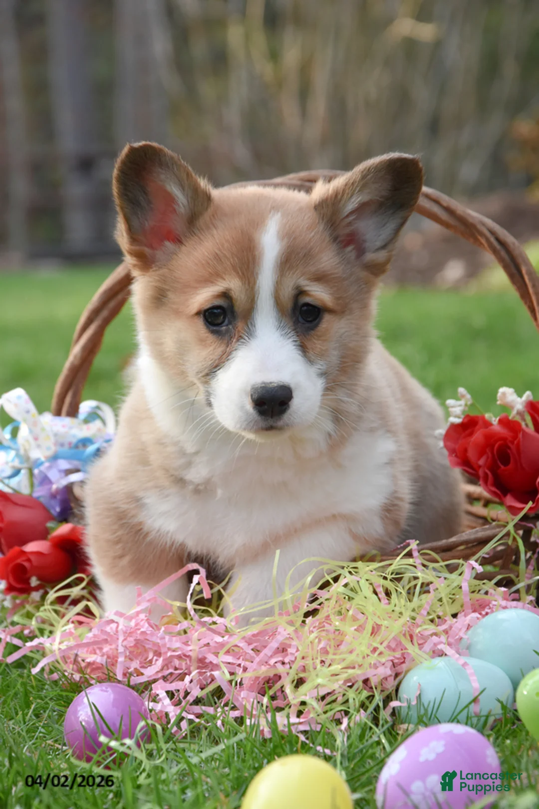 Welsh Corgi Pembroke dogs for sale: Buttercup - Ad 1