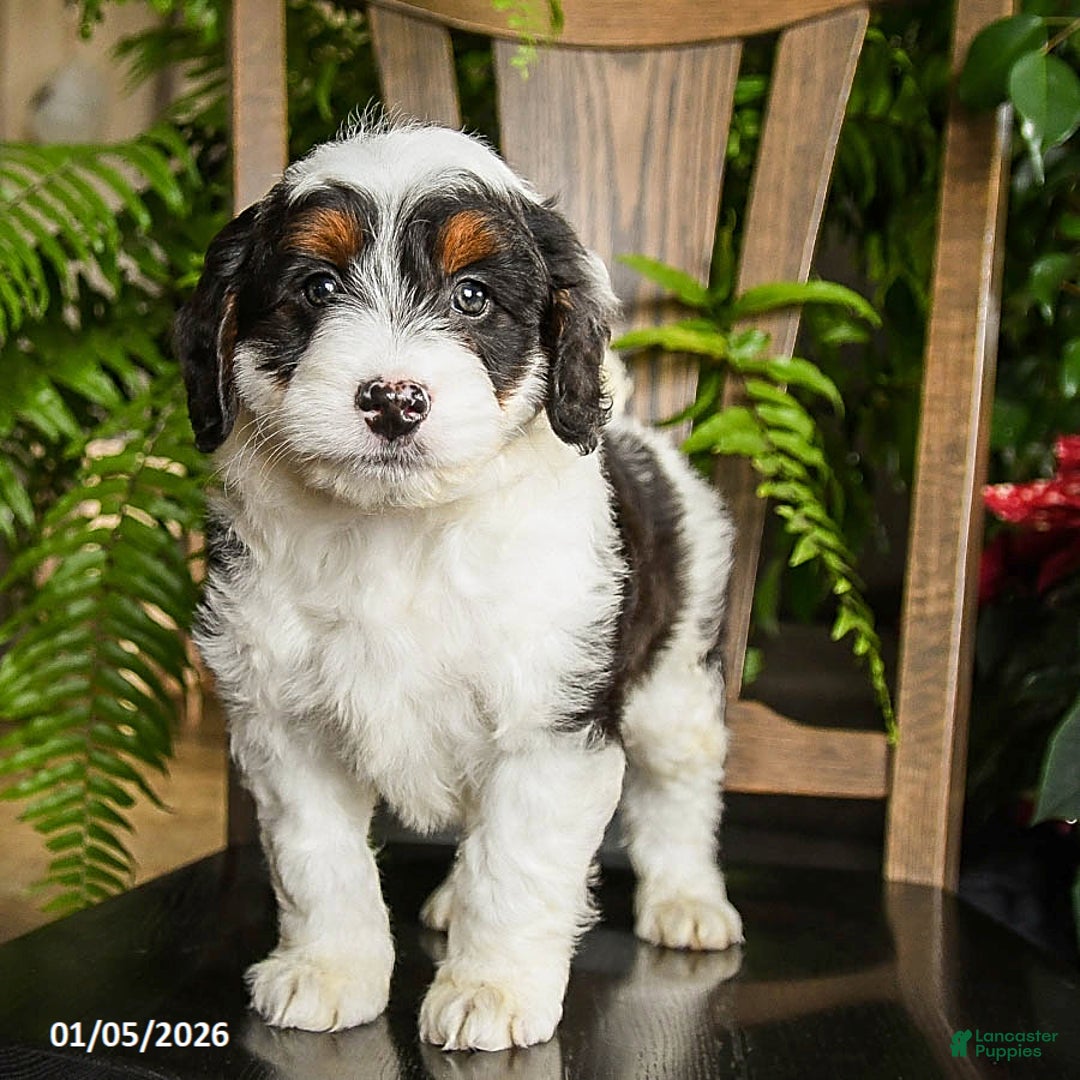Mini Bernedoodle dogs for sale: Tracker - Ad 2