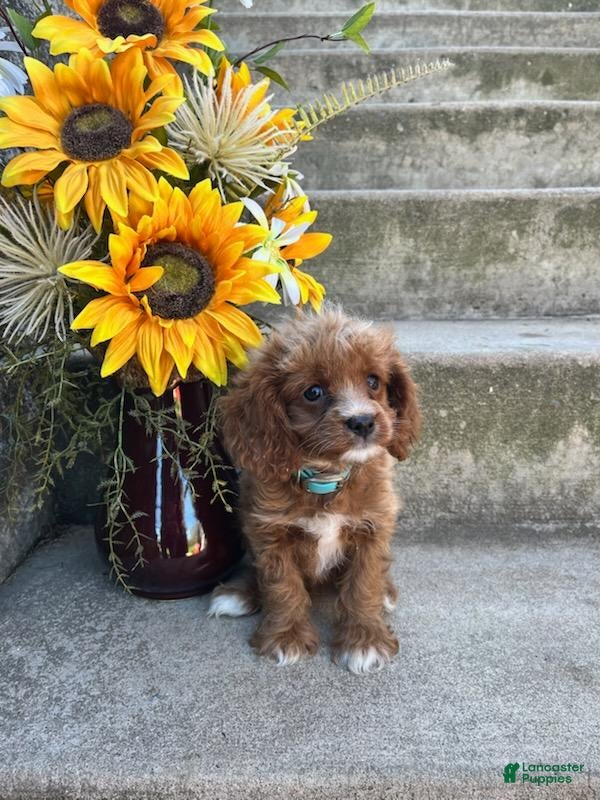 Cavapoo dogs Neldon - Ad 2