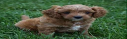 Cavapoo dogs for sale: Lily - Ad 5