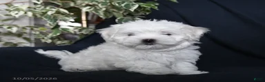 Fufu