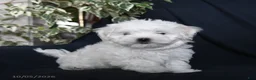 Maltese dogs for sale: Fufu - Ad 1