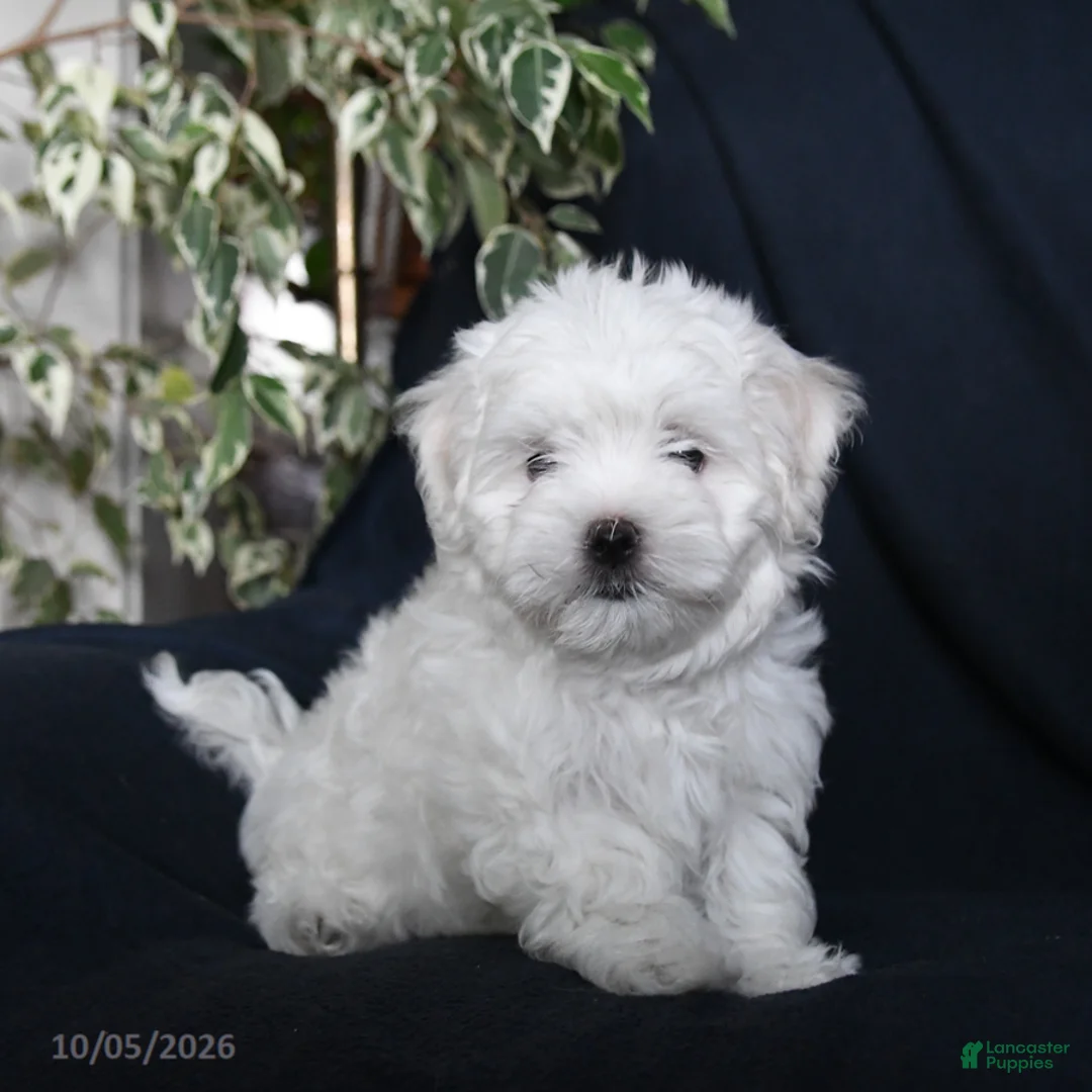 Maltese dogs for sale: Fufu - Ad 1