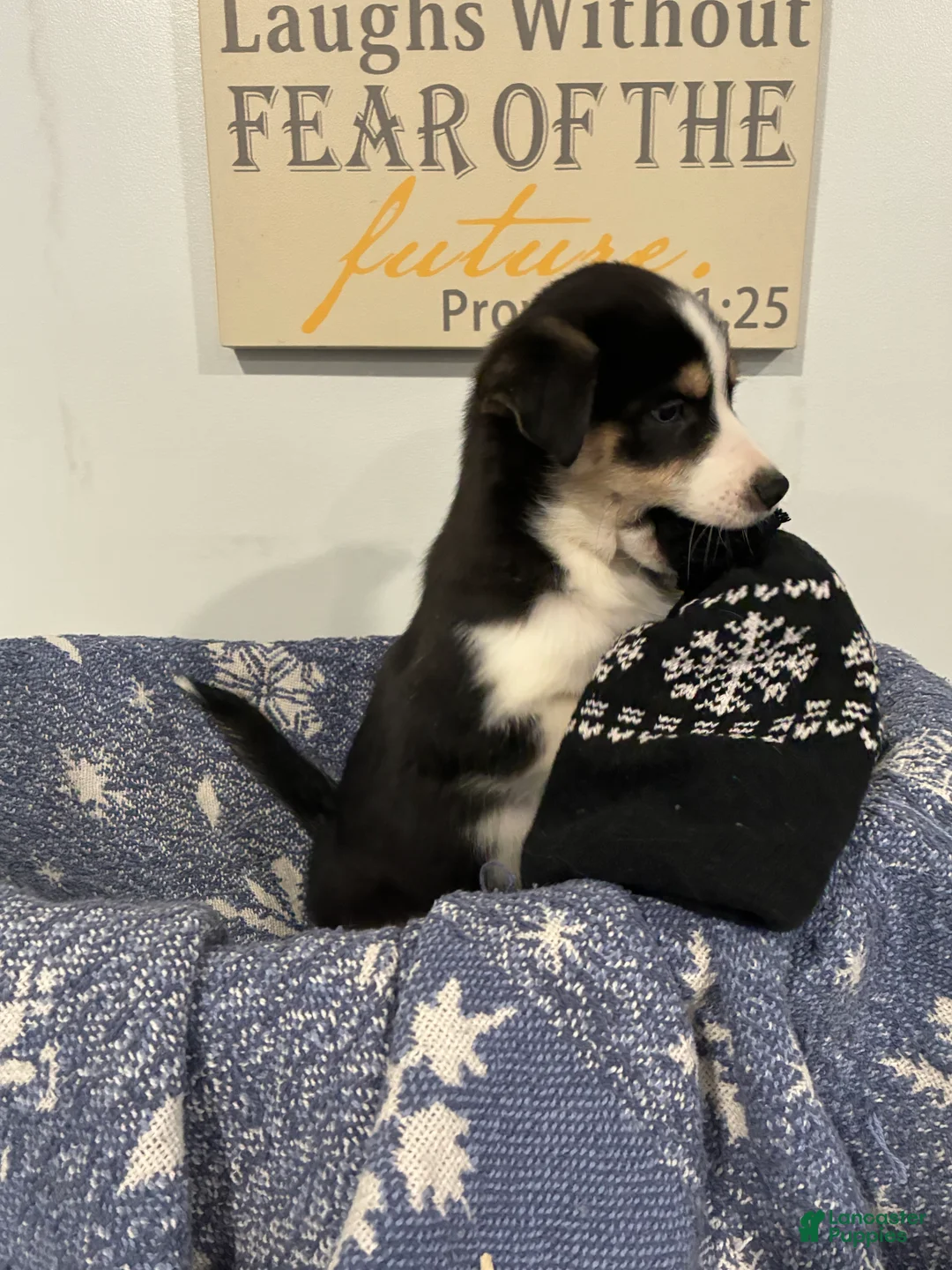 Mixed Breed dogs for sale: Mixed Breed Puppy 1 - Ad 2