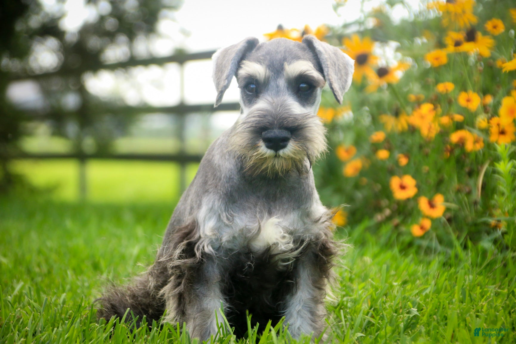 Miniature Schnauzer dogs Quartz Miniature Schnauzer  - Ad 1