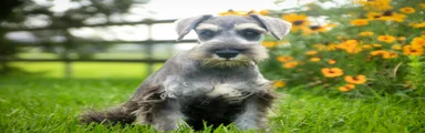 Quartz Miniature Schnauzer 