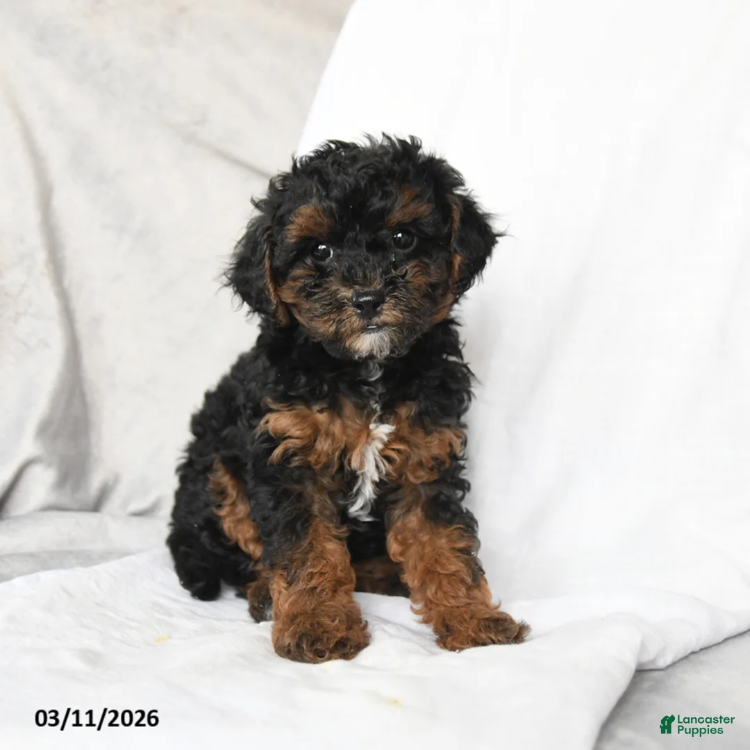 Bichpoo dogs for sale: Daisy - Ad 1