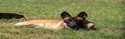 Belgian Malinois dogs for sale: Belgian Malinois 4 - Ad 6